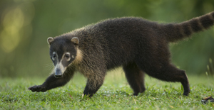 coati